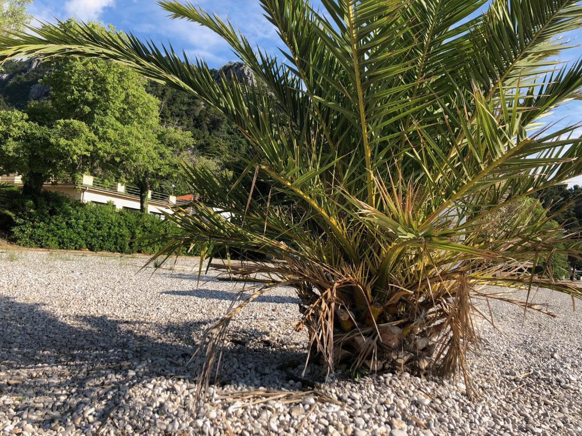 Villa Sabine Apartment Losinj Medveja Kültér fotó